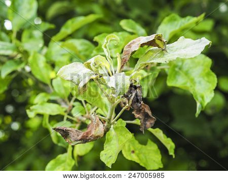 Rosy Apple Aphid, Dysaphis Plantaginea, Plant Disease, Detail Of Affected Leaf. France