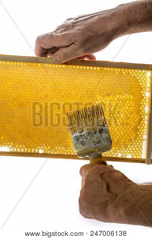 Beekeeper Is Uncapping Honeycomb With Uncapping Fork