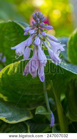 Violet Flowers Of Blooming Hosta Hosta Undulata .