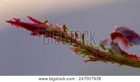 Small Aphid On A Green Leaf In The Open Air