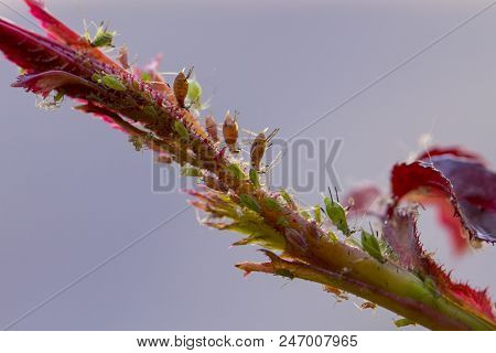 Small Aphid On A Green Leaf In The Open Air