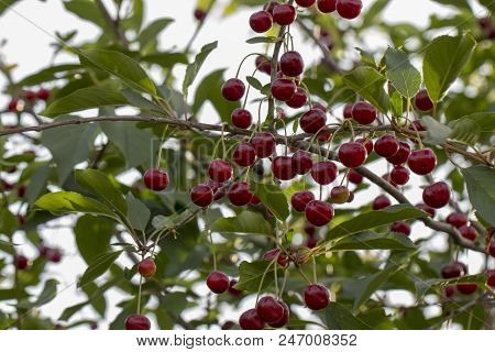 Cherry On The Branch Grows, Ripened Red Cherry