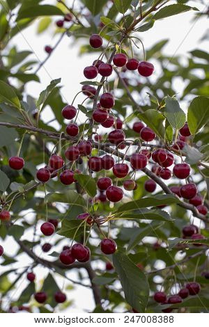 Cherry On The Branch Grows, Ripened Red Cherry