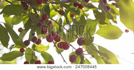 Cherry On The Branch Grows, Ripened Red Cherry