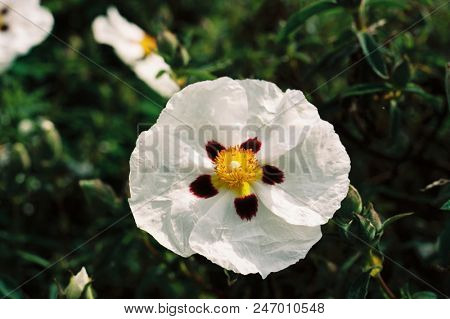 white cistus x purpureus cross, a garden cultivar, shot on colour film