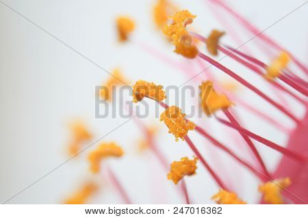 Pollen Grain Is A Microscopic Body That Contains The Male Reproductive Cell Of Plant.