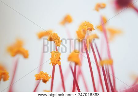 Pollen Grain Is A Microscopic Body That Contains The Male Reproductive Cell Of Plant.