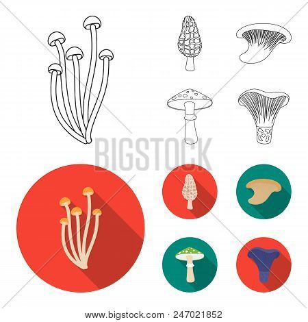 Morel, Oyster, Green Amanita, Actariu , Indigo. Set Collection Icons In Outline, Flat Style Vector S