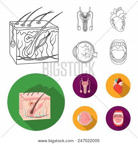Male System, Heart, Eyeball, Oral Cavity. Organs Set Collection Icons In Outline, Flat Style Vector 