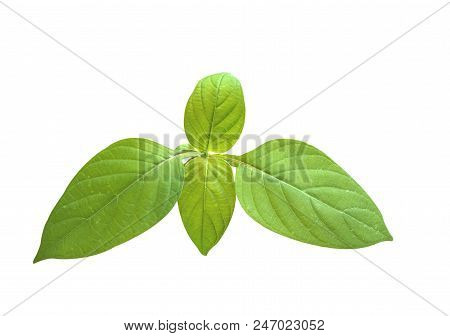 Tropical Leaf, Abstract Green Texture, Nature Background