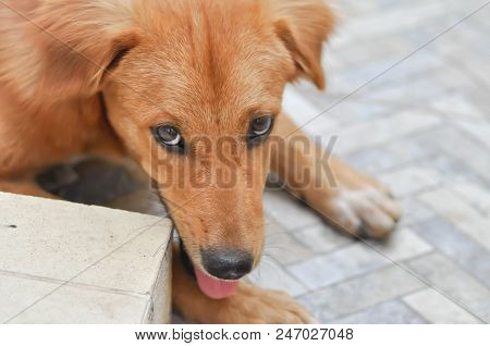 Brown Dog On The Floor , Angry Dog