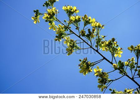 Close Up Yellow Senna Siamea Flower In Nature Garden