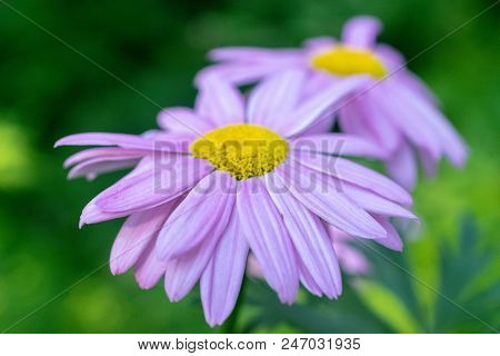 Tanacetum Coccineum (painted Daisy), Reader Rock Garden, Calgary, Alberta.