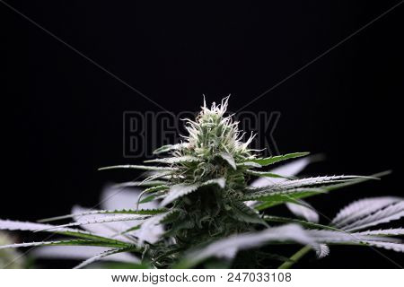 female marijuana flower extreme close up. Macro view of marijuana.  cannabis trichomes macro photo of plant marijuana bud. cultivation of hybrid varieties of Indica and Sativa marijuana plants. 
