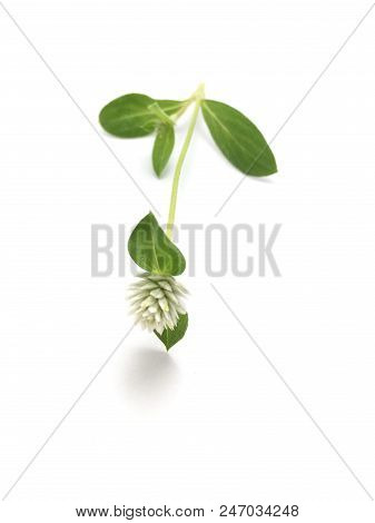 White Gomphrena Celosioides Flower On White Background