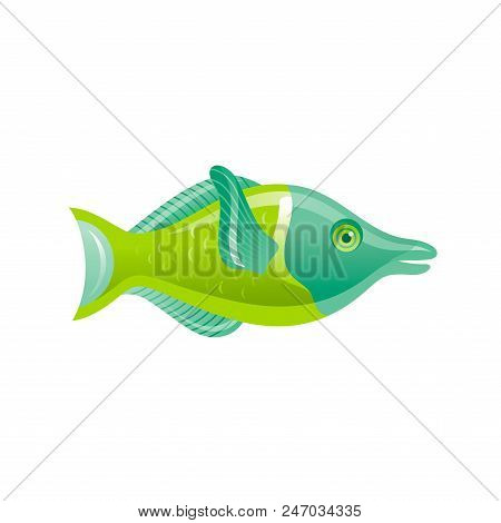 Vector Illustration Eps10, Isolated On White Background. Realistic Sea Animal Symbol, 3d Wrasse Fish