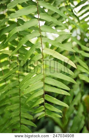 Fresh Green Nephrolepis Cordifolia Plant In Nature Garden