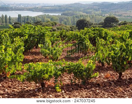 Great View Of The La Grajera Water Reservoir And The City Behind It From The Vineyard At  Alto De La