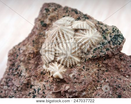 Ancient Fossilized Echinoderms In Stone Close Up