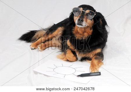 One Female Old Black Dog Drawing On A White Paper