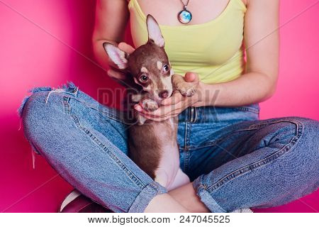 Cute Light Brown Chihuahua Dog Sitting In A Pink Living Room Setting