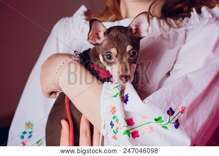 Cute Light Brown Chihuahua Dog Sitting In A Pink Living Room Setting