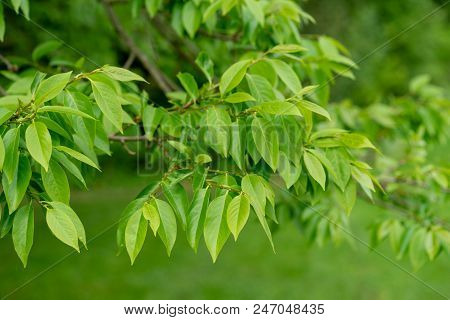 Date Plum Tree From China In Park With Fresh Green Leaves