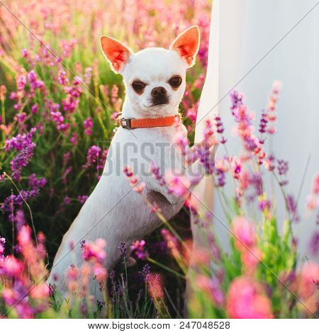 A Small White Chihuahua Stands On The Back Legs Among The Lavender Field.