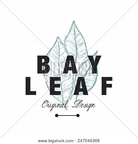 Bay Leaf Logo Original Design, Aromatic Culinary Spicy Herb Emblem Vector Illustration Isolated On A