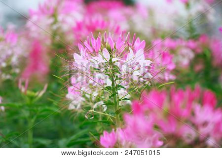 Beautiful Cleome Spinosa Or Spider Flower In The Garden