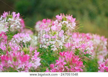 Beautiful Cleome Spinosa Or Spider Flower In The Garden