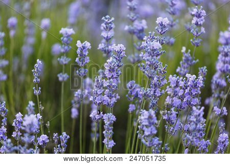 Flowering Lavender, Closeup Of The Inflorescence, Daylight Saving Time, Provence
