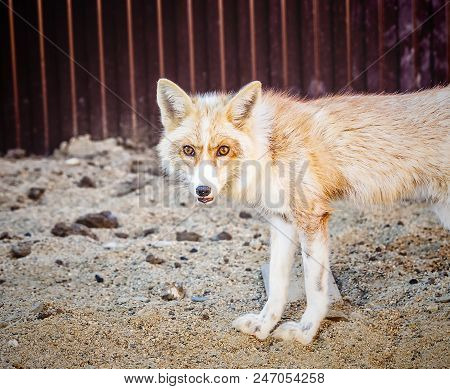 Portrait Of Wild Golden Fox In Enclosure
