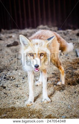 Portrait Of Wild Golden Fox In Enclosure