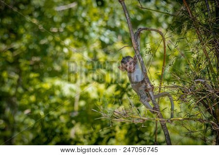 Long-tailed Macaque, In Thailand, Saraburi A Wildlife Sanctuary