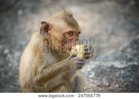 Long-tailed Macaque, In Thailand, Saraburi A Wildlife Sanctuary