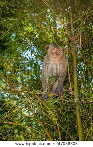 Long-tailed Macaque, In Thailand, Saraburi A Wildlife Sanctuary