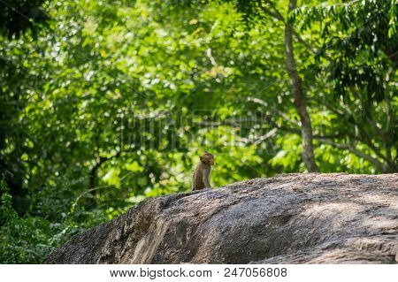 Long-tailed Macaque, In Thailand, Saraburi A Wildlife Sanctuary