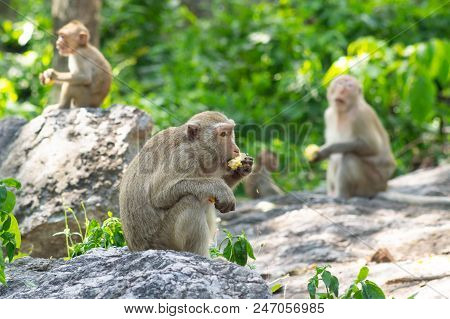 Long-tailed Macaque, In Thailand, Saraburi A Wildlife Sanctuary, Living With Family With Expression