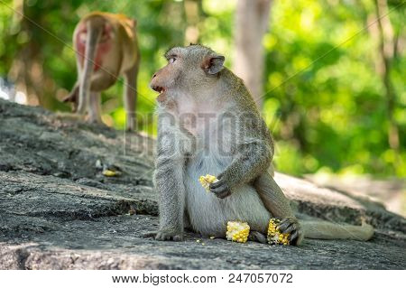 Long-tailed Macaque, In Thailand, Saraburi A Wildlife Sanctuary, Living With Family With Expression