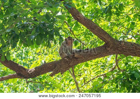 Long-tailed Macaque, In Thailand, Saraburi A Wildlife Sanctuary, Living With Family With Expression