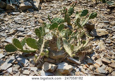 Opuntia Cactuses In The Dessert As Nice Background