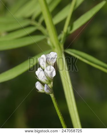 Hairy Tare Flowers - Vicia Hirsuta
Tiny Vetch