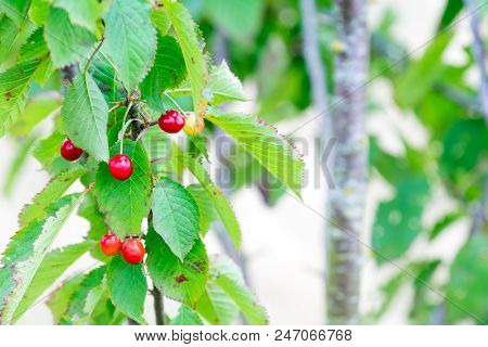 Wild Red Berries Growing In A Tree In Countryside