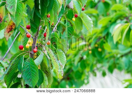 Wild Red Berries Growing In A Tree In Countryside