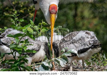 White Stork (mycteria Cinerea) Feeding Chicks. Bird's Nest. Family Mycteria Cinerea In The Nest.