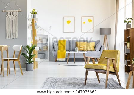 Yellow Armchair On Rug Near Plant In Open Space Interior With Posters Above Grey Couch. Real Photo