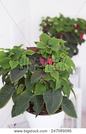 Potted Plant Azalea. Homemade Bright Pink Flower. Flower In A Pot. A Delicate Aroma. Gardening. Flor