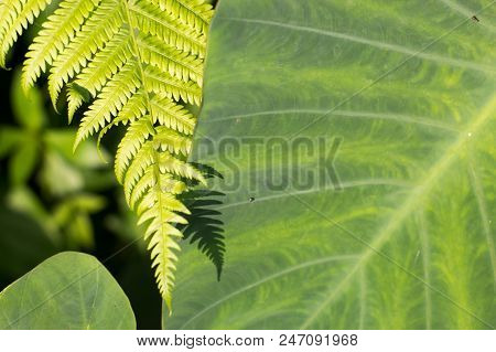 Two Different Green Leaves Together In A Tropical Forest Background