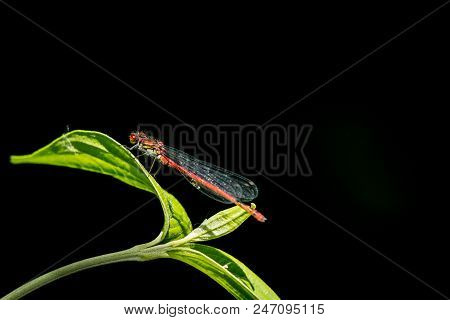 Large Red Damselfly (pyrrhosoma Nymphula) Sitting On A Green Leaf In Direct Sunlight, Black Backgrou